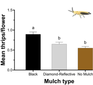 Bar graph detailing the mean thrips/flower based on mulch type