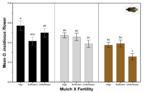 Bar graph detailing the effect of mulch and fertility on minute pirate bug abundance
