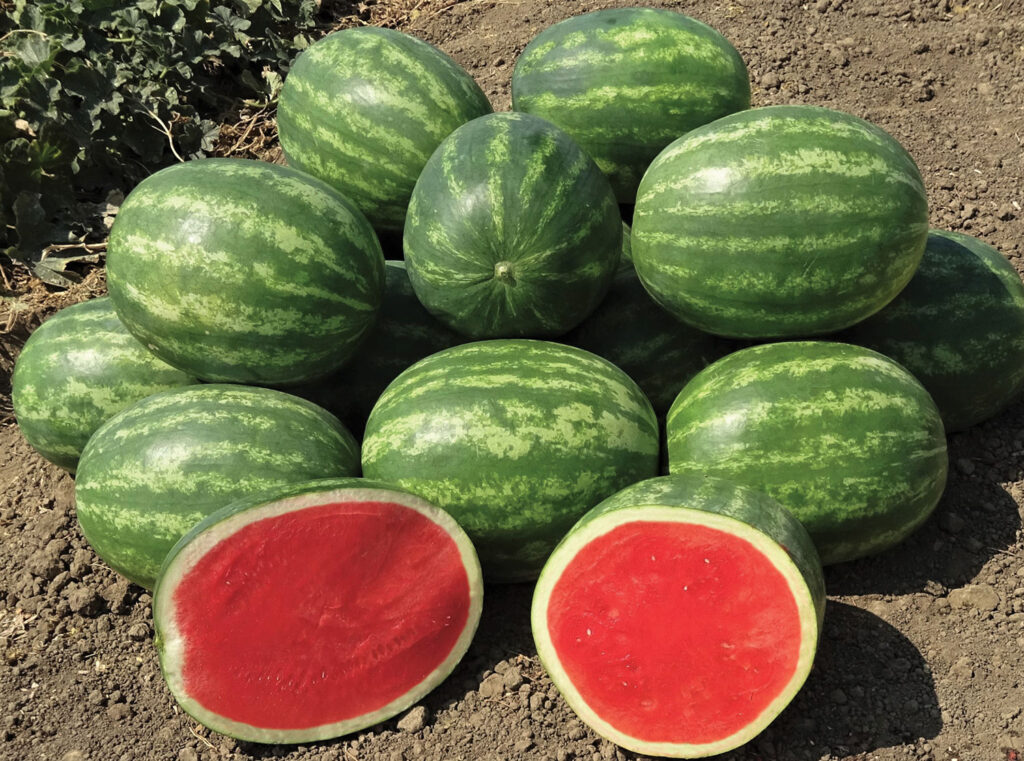 Sales of new Syngenta watermelon variety will benefit veterans’ groups