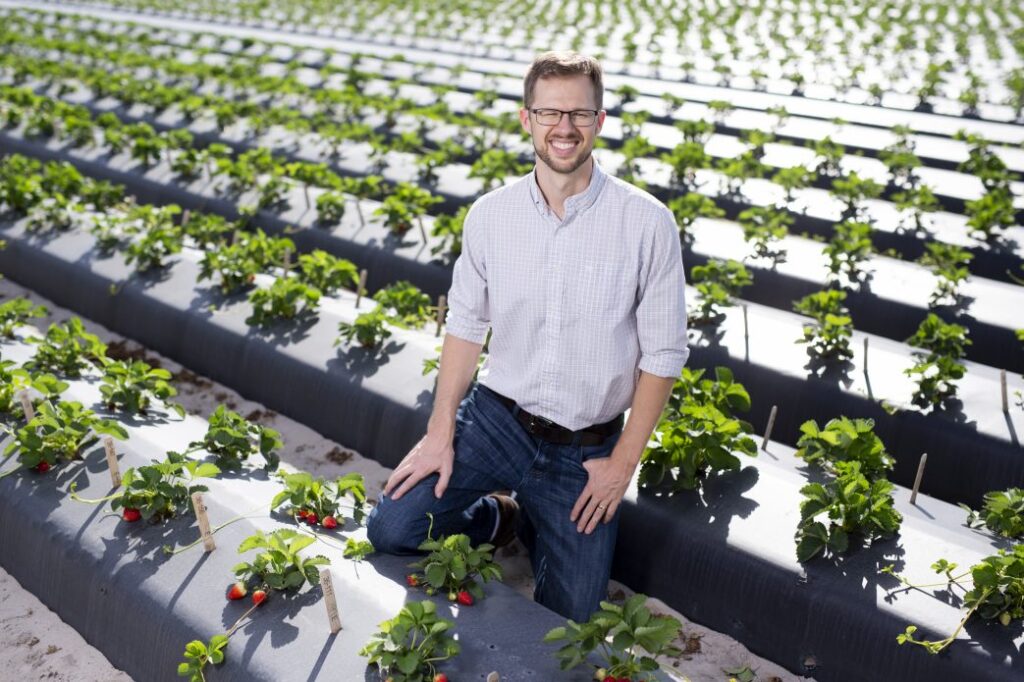 AI technology to breed better-tasting strawberries pursued by UF scientists