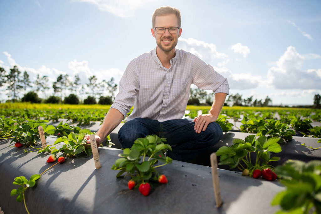 Vance Whitaker, UF/IFAS strawberry breeder and professor, in a field of the Gulf Coast Research and Education Center. Photos courtesy UF/IFAS.