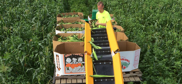 Conveyor machine keeps harvest labor costs down