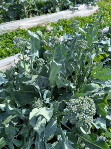 Photo of ‘BC1611’ broccolini prior to harvesting in a field.