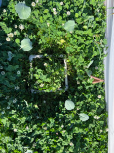 A while square-shaped PVC pipe in a quadrat in a quadrat of white clover no-till living mulch treatment.