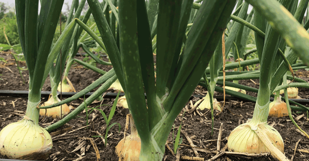 Soil tarping for weed management tested in onion production