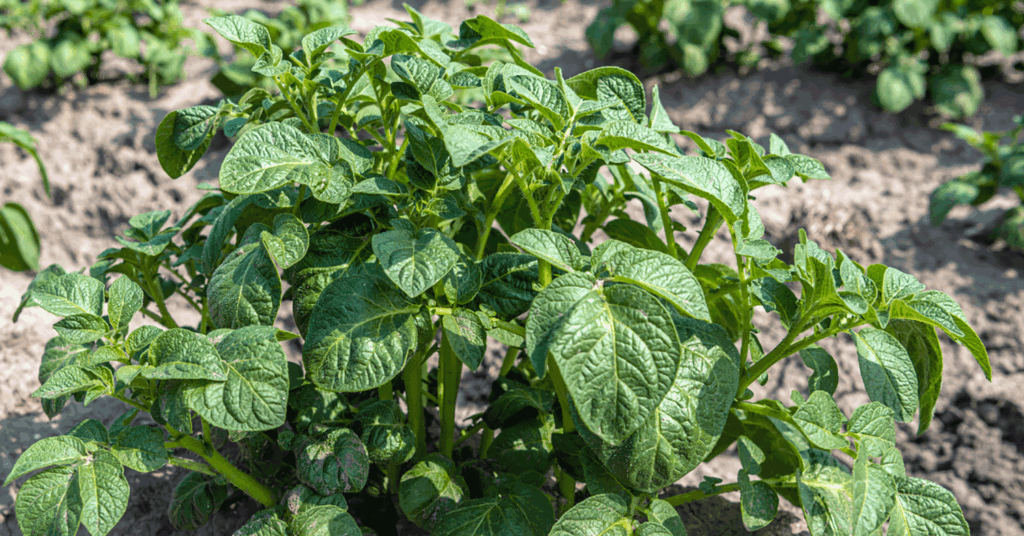 Warming winters increase potato production challenges and solutions