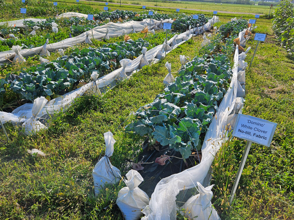 Clover cover crops
