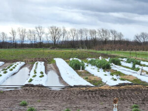 Figure 1: A field of plasticulture strawberries after a heavy rainfall event in Lafayette, IN. Cover cropped plots (right) had greater water infiltration and less standing water than bare ground plots (left). Photo by J. Arana.