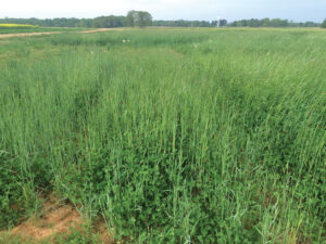 FFigure 1: A field of plasticulture strawberries after a heavy rainfall event in Lafayette, IN. Cover cropped plots (right) had greater water infiltration and less standing water than bare ground plots (left). Photo by J. Arana.
