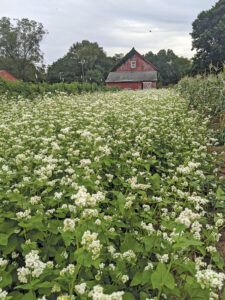 Figure 3: Buckwheat grows on a small vegetable farm in West Lafayette, Indiana, after early sweet corn was harvested.