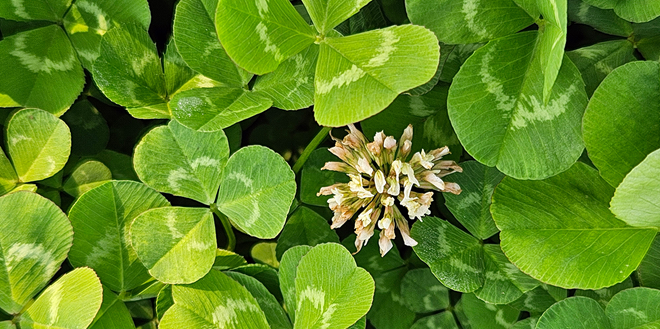 Veg Connections: Using clover as a cover crop