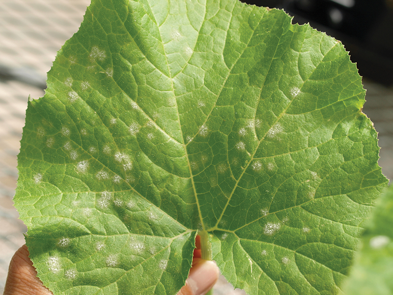Veg-connections-powdery mildew