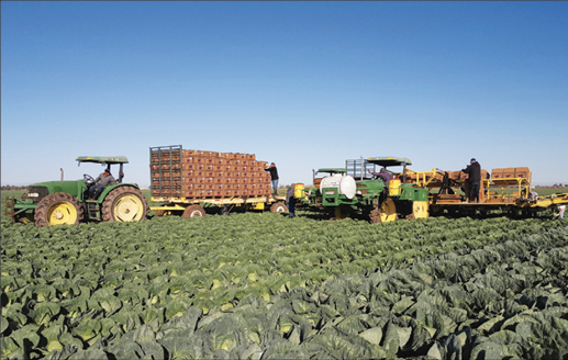 Winter vegetable season looks promising in California’s Imperial Valley