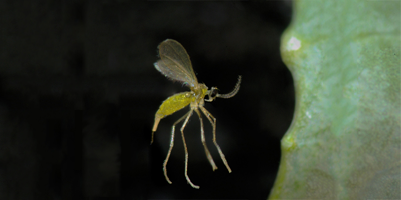 Garlic on broccoli: A smelly approach to repel a major pest