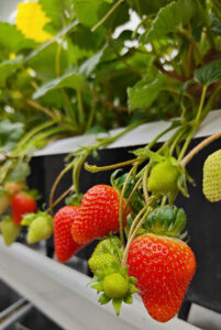 Indoor strawberry farming operation Vertiberry has chosen Sollum's LED lighting solution for its new facility in Québec.