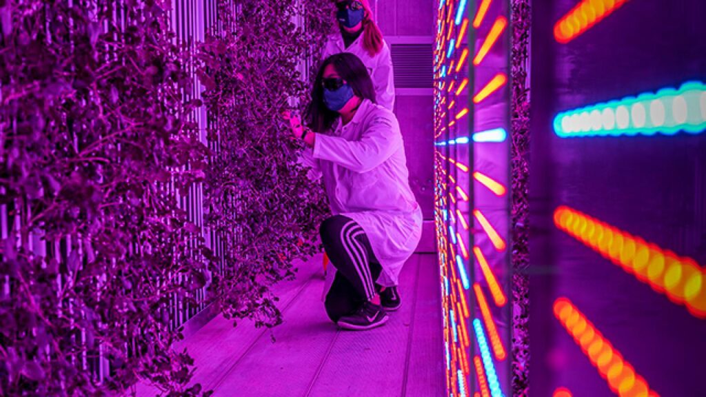 UC Davis vertical farming facility takes hydroponics to a new level