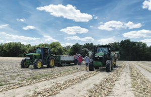 Vidalia onions harvest at McLain Farms