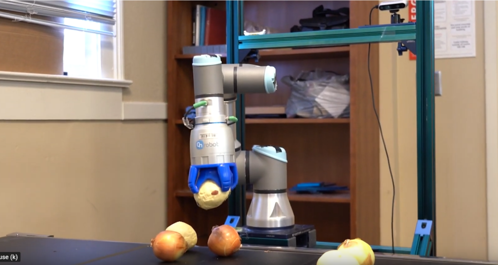 In a University of Georgia experiment, robotics are involved in a trial helping sort Vidalia onions on Georgia farms.