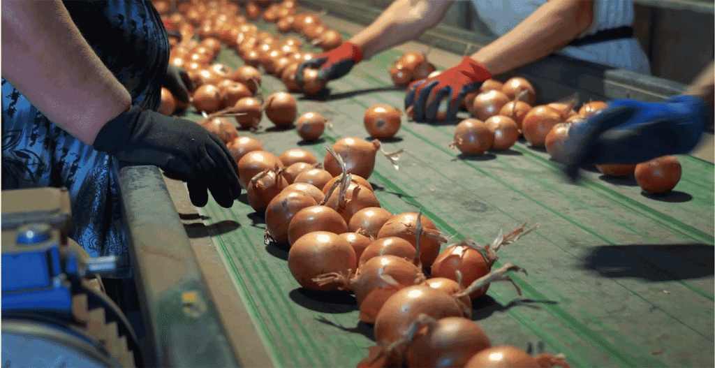 Robotics being tested sorting Vidalia onions