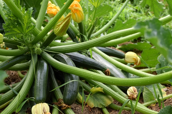 Virginia summer squash is thriving despite spring frost