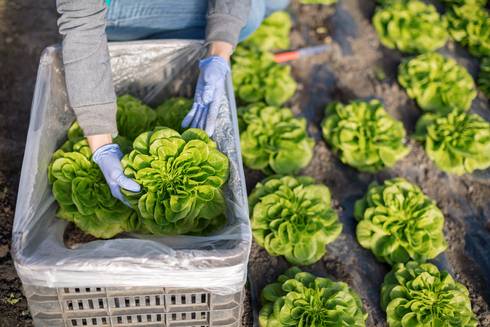 Assisting produce growers in complying with food safety laws