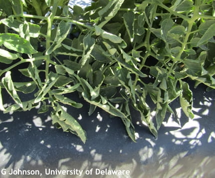 Physiological leaf curl on tomato
