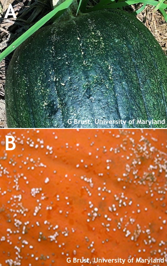Figure 3. Plectosporium lesions on green fruit (A) and on orange fruit (B)
