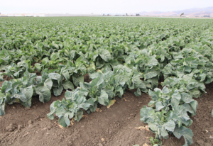 Nature’s Reward’s Mark Mason in a romaine field. Nature’s Reward employs automation and drones to help battle weeds and insects. Photos by Doug Ohlemeier.