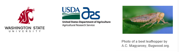 Study seeks info on beet leafhopper, other pests in the Columbia Basin