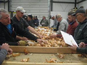 WSU research to protect onions from pests, pathogens honored