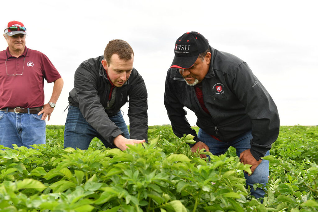 WSU creates endowed chair in soil health to support potato agriculture