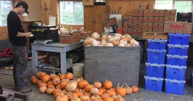 Winter squash for extended sales pursued