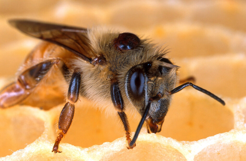 EFI streamlines IPM audits, expands pollinator friendly resources