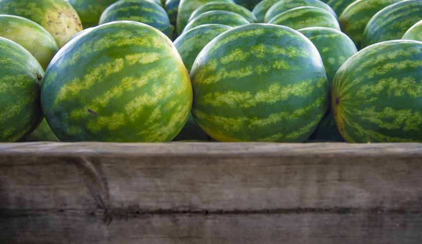 Irrigation is key to the success of controlled release fertilizer