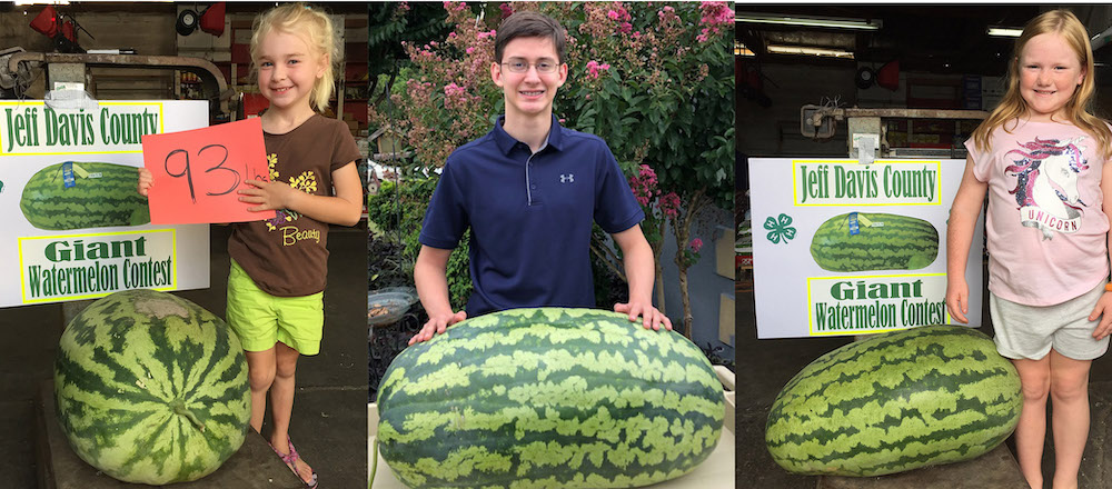 Walton County watermelon is the largest in Georgia 4-H contest