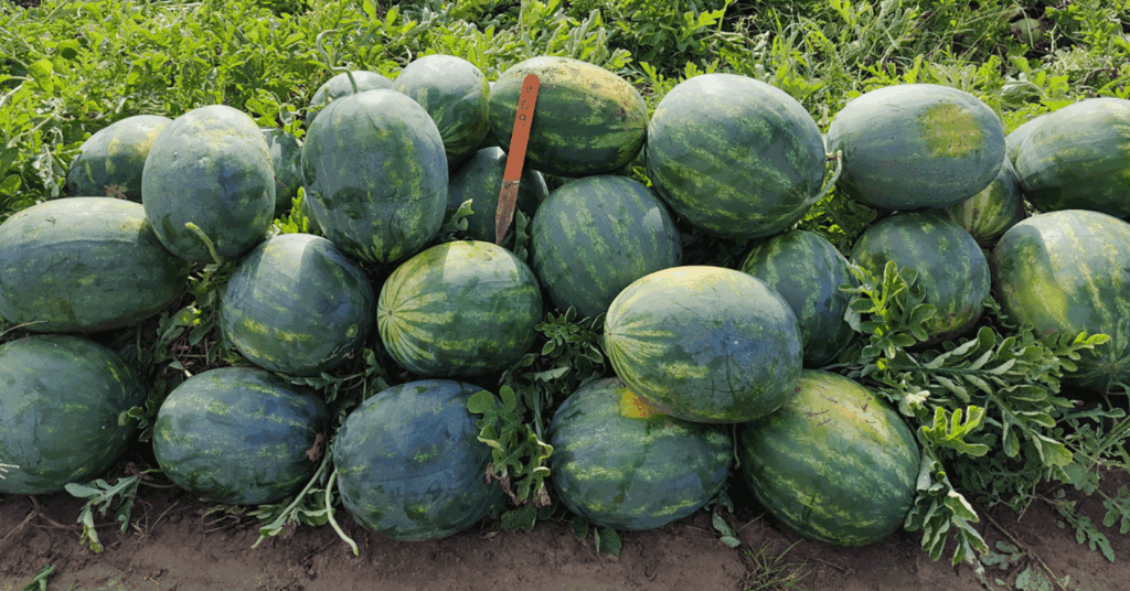 Melon Production Management Research Boosts Watermelon Yields and Disease Resistance