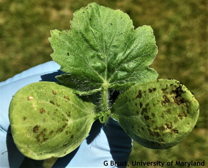 Odd damage to greenhouse watermelon transplants seen