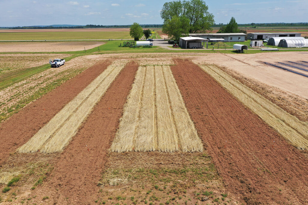 Pursue benefits of cover crops in watermelons