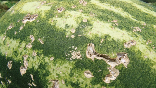 Biotic vs. abiotic: Diagnosing plant damage