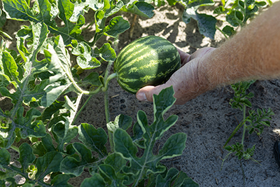 University of Florida helps watermelon industry nip disease in the bud