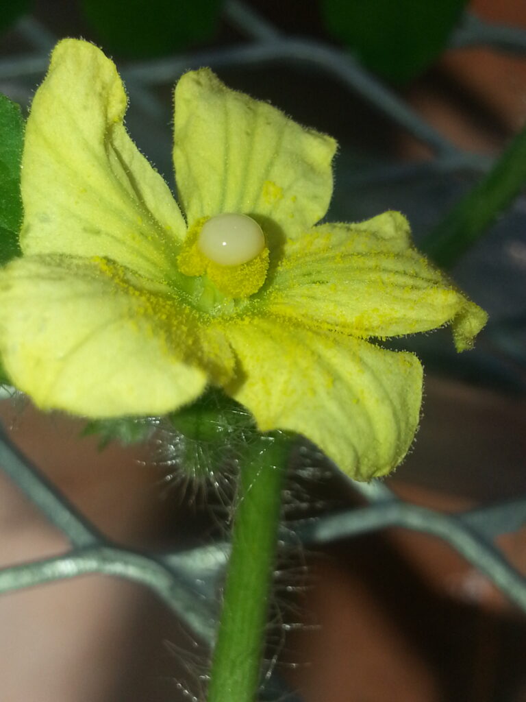 UGA researchers fight fruit disease with naturally occurring bacteria