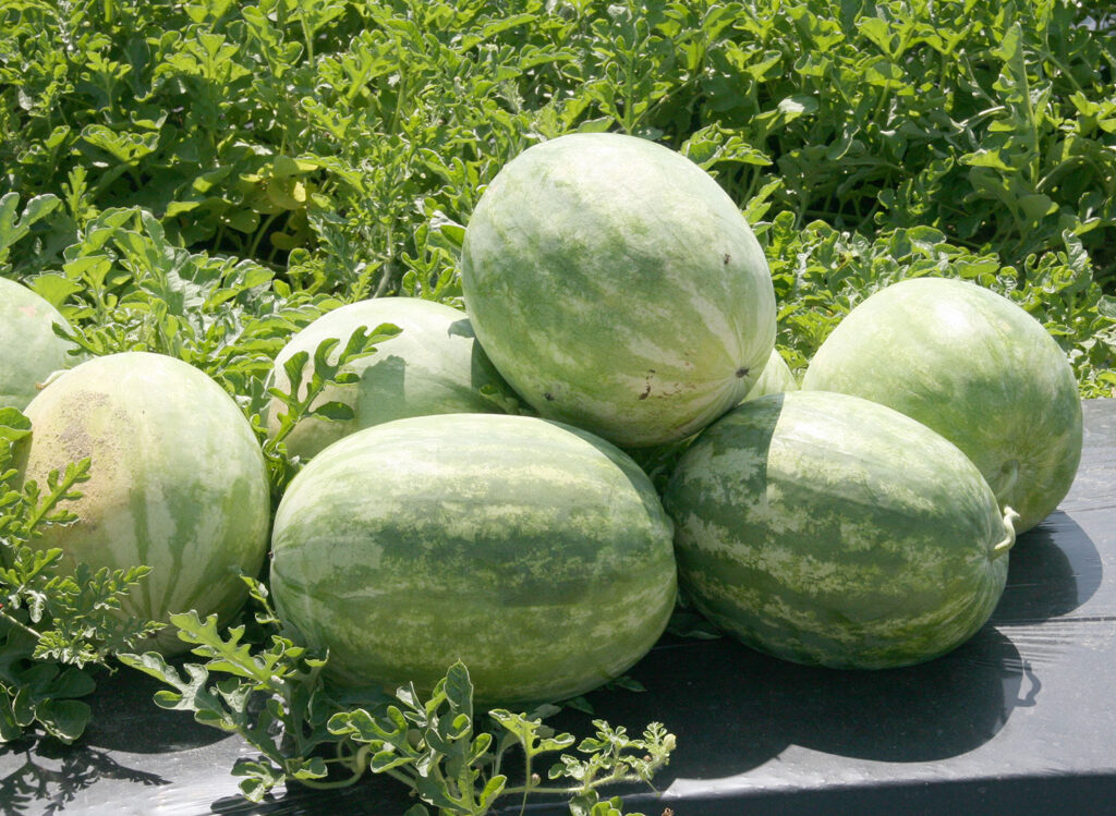 Georgia researchers develop faster test for watermelon disease