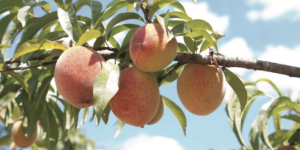 Watson & Sons peaches