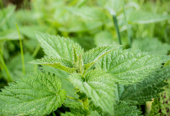 Cancellation order identifies use limits for dicamba