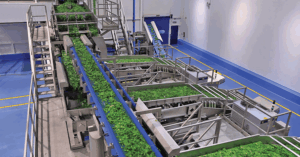 Image of leafy greens going through the line in processing equipment. Photo courtesy of TOMRA.