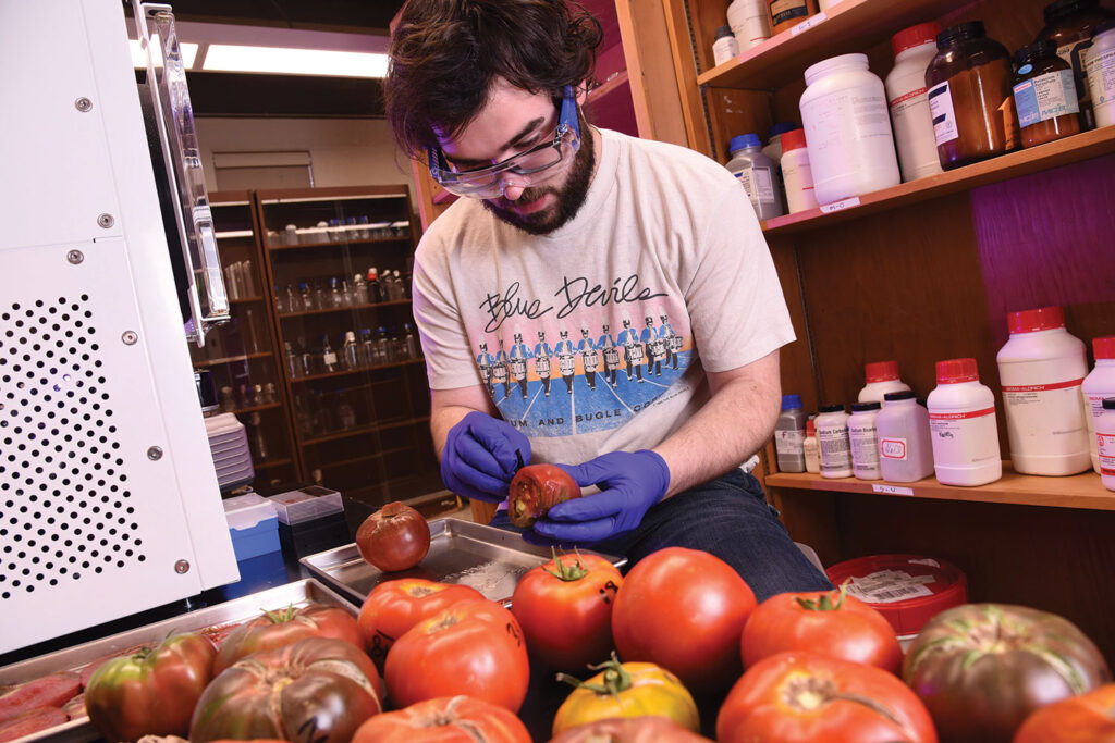 Heirloom tomato research a team effort at Western Illinois