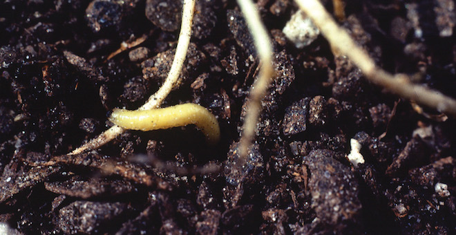 Mating disruption products availability, practice grows