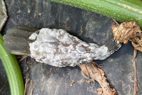 Watch for late blight on tomato, potato in Eastern region