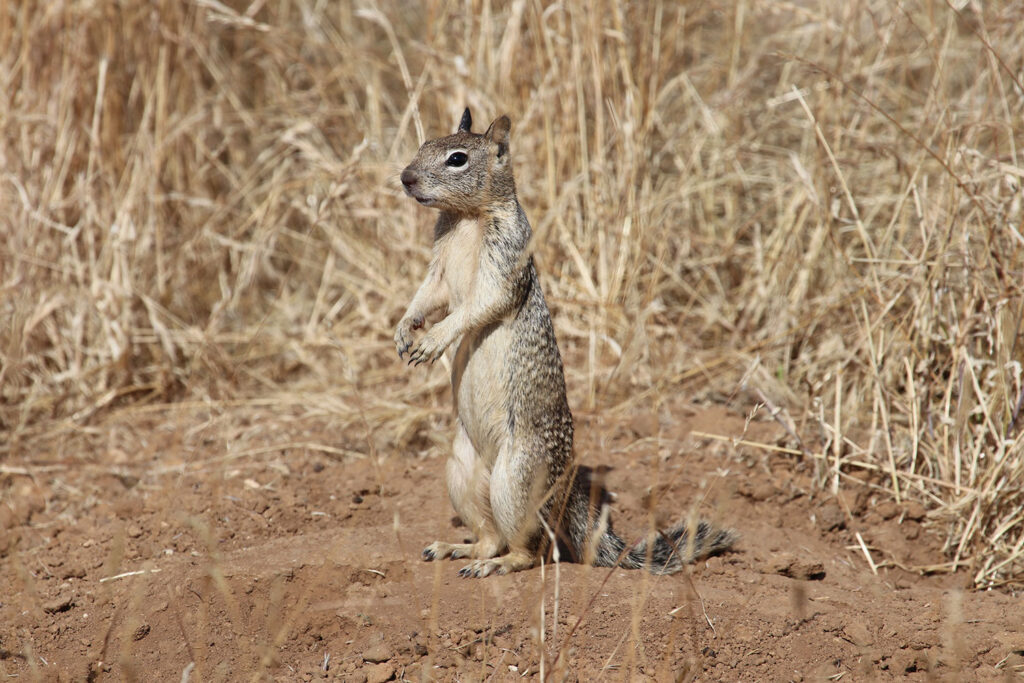 Photo of California ground squirrel