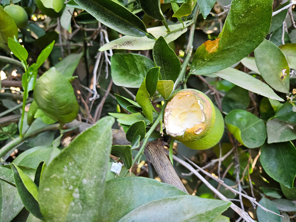 Photo of orange damaged by rats.
